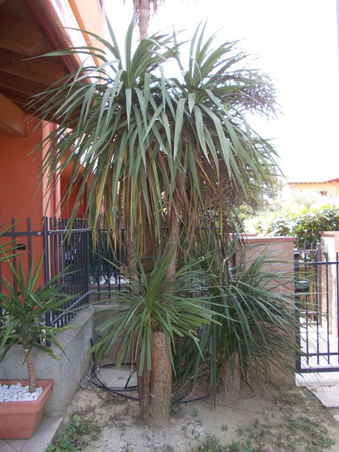 Alessandria Residence Desenzano del Garda Eksteriør bilde